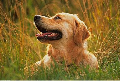 PC版《漫威蜘蛛侠：迈尔斯》支持三屏超宽显示